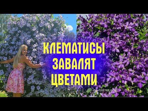 Видео: КЛЕМАТИСЫ БУДУТ УСЫПАНЫ ЦВЕТАМИ, сделаете ТАК! Хитрости, которые ЗАСТАВЯТ КЛЕМАТИСЫ ПЫШНО ЦВЕСТИ