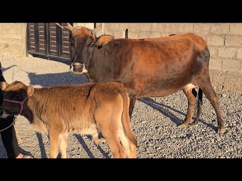 Видео: Гови бқачадор аз Деҳқон Тел: 905.03.95.95.    6.11.2025.