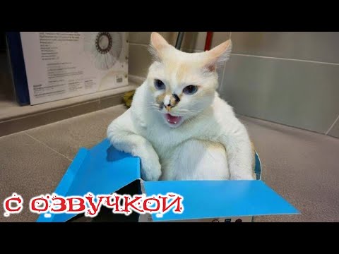Видео: Приколы с котами! - С ОЗВУЧКОЙ! Самые смешные животные! СМЕШНЫЕ КОТЫ! ДО СЛЕЗ!