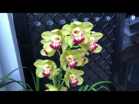 Видео: Цимбидиумы в моих условиях.