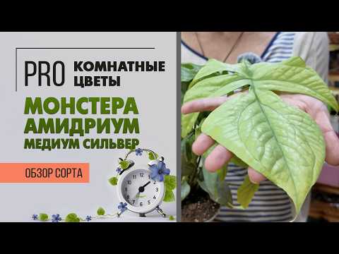Видео: Монстера Амидриум Медиум Сильвер. Обзор сорта. Необыкновенное растение с серебряными листьями.