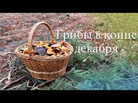 Видео: Мы ЭТОГО не Ожидали! Полные Корзины в ДЕКАБРЕ!!! Грибы Зимой