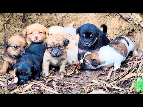 Видео: Я был потрясён! Не ожидал, что здесь живут 8 милых щенков. 🐶🐕😘❤❤❤