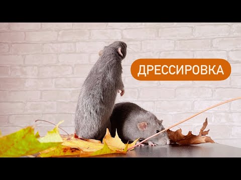Видео: Новые гамаки для крыс | Как дрессировать крыс 🐀