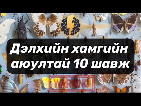 Видео: Дэлхийн хамгийн аюултай 10 шавж