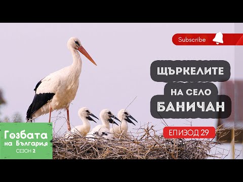 Видео: ЩЪРКЕЛИТЕ на село БАНИЧАН [] Гозбата на България [] Кулинарни Пътешествия и Рецепти