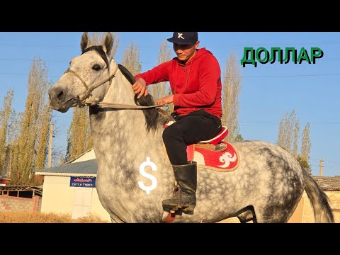 Видео: ДОЛЛАР ЧЫКТЫ АЛГАНГА ЖЕТИШИП КАЛГЫЛА 