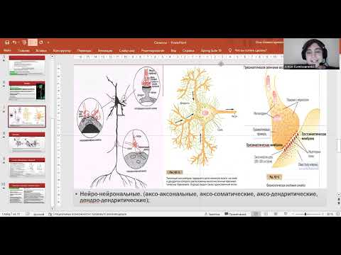 Видео: Синапсы, типы нервных волокон
