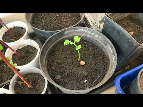 Видео: Гинкго двулопастный вырастил из семян посадка и  уход мой 100% метод 🌱 Как вырастить Гинкго