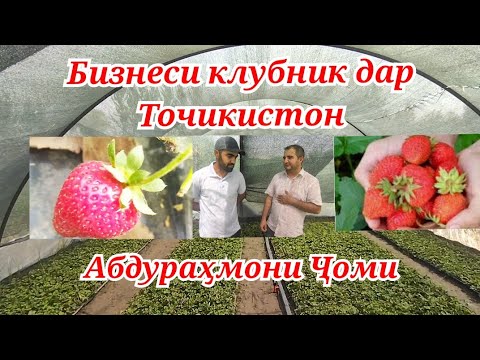 Видео: Бизнеси клубник аз оґоз   дар н А.Ҷоми 🍓🍓🍓ва тачриба бо Биогумус