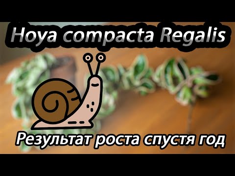 Видео: Hoya carnosa Compacta Regelis- результат роста спустя год
