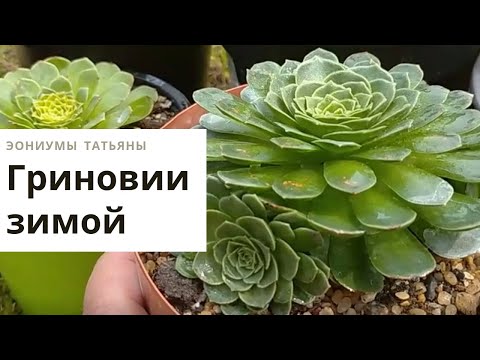 Видео: Гриновии зимой. Виды и сорта