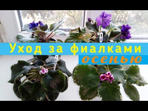 Видео: Как ухаживать за фиалками осенью? Подробная инструкция.