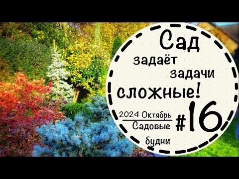 Видео: Садовые будни #16☘️Ищу замену тису☘️Вечнозелёные растения☘️Пересадила дёрен☘️Виноград Винчи☘️