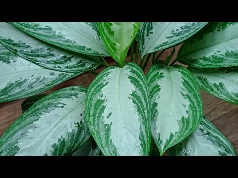 Видео: Заключительный обзор моей основной цветочной зоны🍀🌿☘️❤️☀️, но далеко не всех моих растений😉😁....