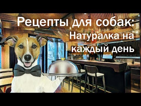 Видео: Рецепты для собак. Натуралка на каждый день