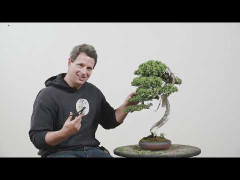 Видео: Весенняя работа в стиле бонсай Procumbens