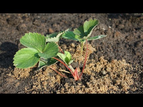Видео: Поздняя посадка земляники  Сажаем в октябре