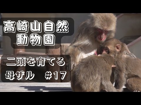 Видео: [#17] Природный зоопарк Такасакияма. Мать-обезьяна воспитывает двух обезьян.