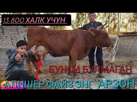 Видео: АЛИШЕР ФАЙЗДАН ХЕЧКИМ БУНИ КУТМУДИ ОЛГАН ОДАМЛАР МАЗЗА КЛАДИ БУГУНХАМ