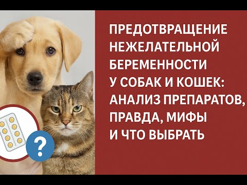 Видео: Предупреждение нежелательной щенности собак и кошек: анализ препаратов, правда, мифы и что выбрать