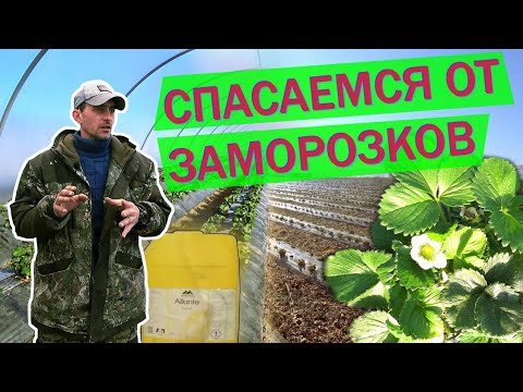 Видео: Спасаем цвет от заморозков