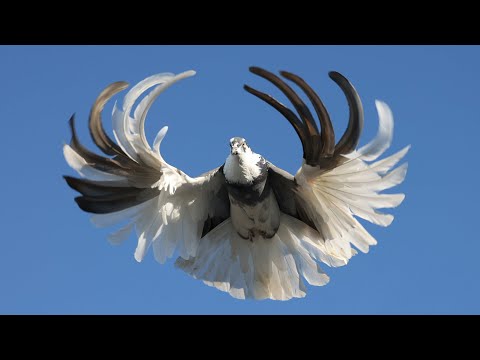 Видео: СВГ. Лето 2025 года. 2 часть