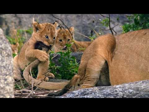 Видео: Рожденные в Африке: Школа выживания