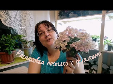 Видео: У меня новые сорта фиалок 🌺 Большая распаковка посылки от Маргариты Нестеровой.