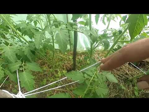 Видео: ВИРОЩУВАННЯ ПОМІДОРІВ / Підв'язуємо і пасинкуємо помідори.