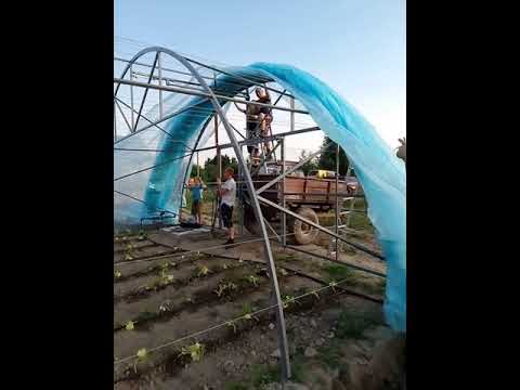 Видео: Накрываем арочную теплицу одним полотном 14х41 м.