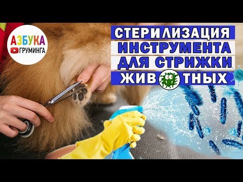 Видео: Обработка инструментов для стрижки животных, для груминга собак дезинфекция
