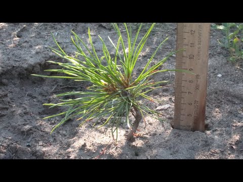 Видео: выращивание кедров (с мая по октябрь 2022 г)