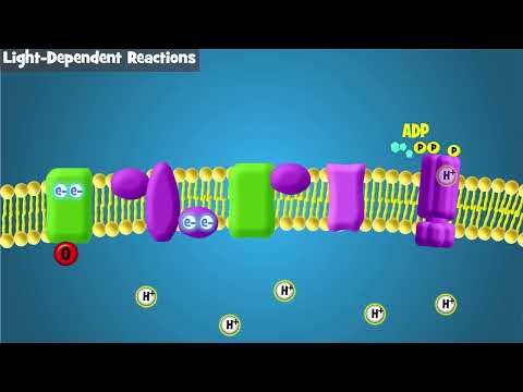 Видео: Введение в фотосинтез и светозависимые реакции