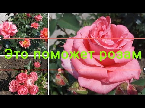 Видео: Розы не растут!!!Что делать?И что в итоге получилось...Часть 1.