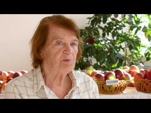 Видео: Селекция яблони
