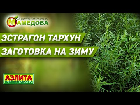 Видео: ЭСТРАГОН ТАРХУН - ЗАГОТОВКА НА ЗИМУ