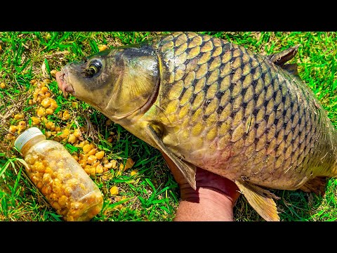 Видео: РУКИ УСТАЛИ ТЯГАТЬ САЗАНОВ, ВСЕГДА НАСАЖИВАЮ ЕЕ НА КРЮЧЕК! РЫБАЛКА С НОЧЕВКОЙ!