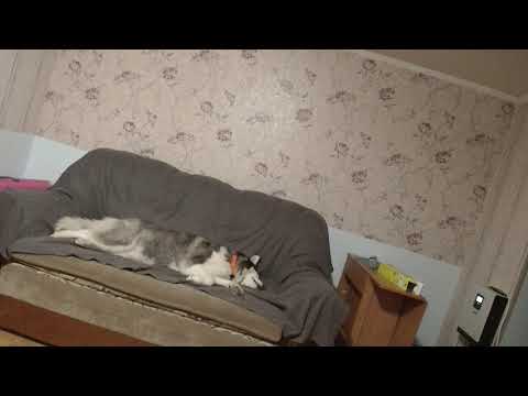 Видео: Шабаш Строгого Режима - ТЦК ВЛК Дурка