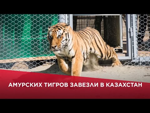 Видео: Амурских тигров завезли в Казахстан