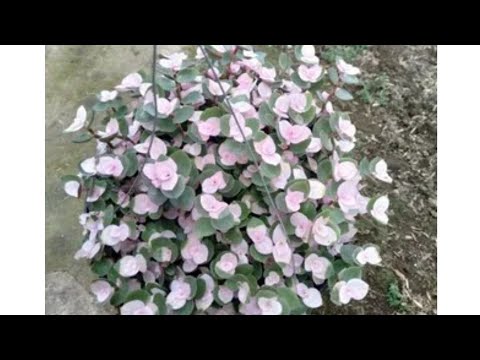 Видео: Сохранение и размножение каллизии зимой