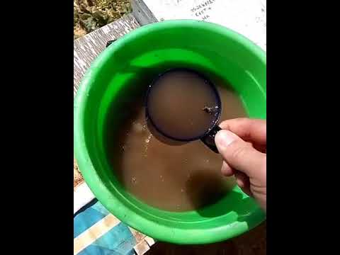 Видео: Супер весенняя подкормка пчёл