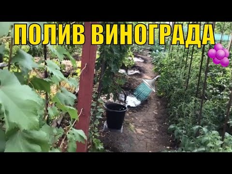 Видео: Полив винограда. Когда и сколько.