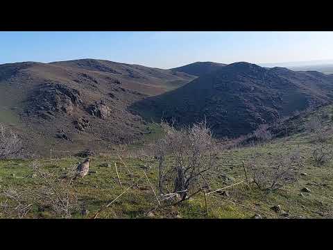 Видео: шикори каратов 4 0 4 2024