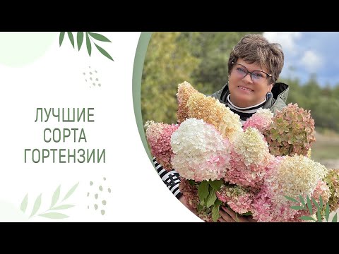 Видео: ЛУЧШИЕ СОРТА ГОРТЕНЗИИ | ПИТОМНИК ЛЕСКОВО