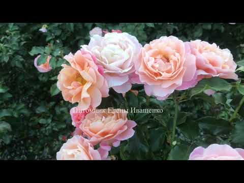 Видео: Ответы на Ваши вопросы об осенней посадке роз