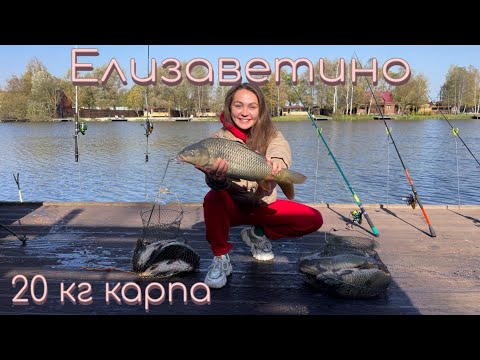 Видео: Платная рыбалка Елизаветино. Подмосковье. 20 кг карпа!