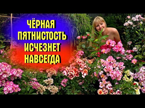 Видео: ДЕЛАЙТЕ с РОЗАМИ  ТАК и Черная ПЯТНИСТОСТЬ ИСЧЕЗНЕТ НАВСЕГДА! Коктейль 4 в1 для обработки РОЗ ЛЕТОМ