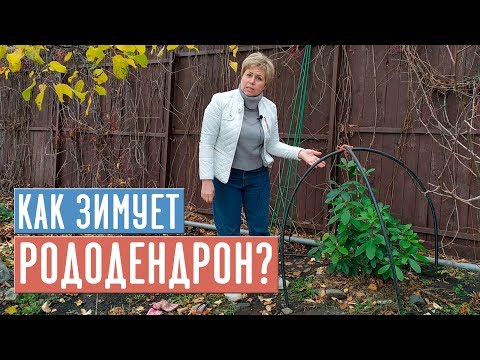 Видео: КОГДА УКРЫВАТЬ РОДОДЕНДРОН?  Делаем правильно укрытие, готовим к зиме / Садовый гид