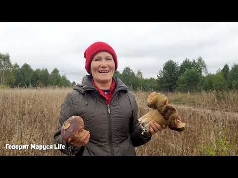 Видео: ЗА ГРИБАМИ ВСЕЙ СЕМЬЕЙ 🍄 Autumn mushroom picking Udmurtia Russia 1 октября 2022